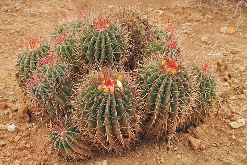 Ферокактус (Ferocactus) секреты выращивания в условиях городской квартиры