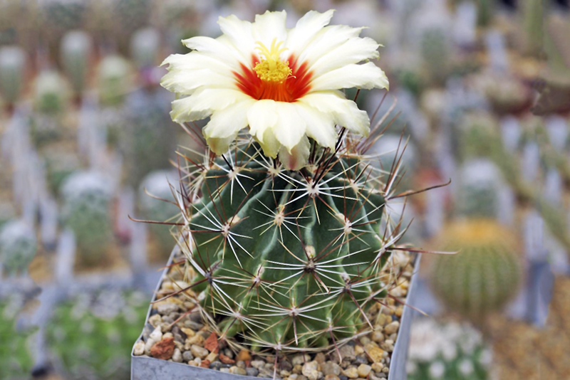 Хаматокактус щетинкоколючковый (Hamatocactus setispinus) описание и основные требования к успешному содержаниюи размножению