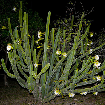 Цереус ямакару Cereus jamacaru - крупный столбовидный кактус, похожий на предыдущий вид, но с желтоватыми или беловатыми колючками.