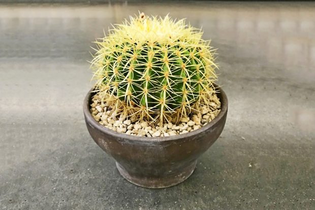 Эхинокактус Грузона (Echinocactus grusonii) выращивание в условиях городской квартиры