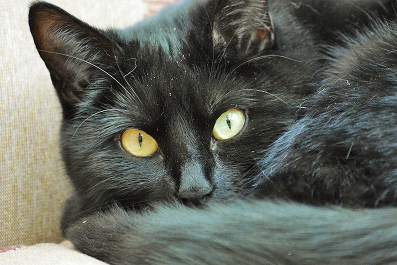 Гипертония у кошек. Определение и основные способы лечения в условиях городской квартиры