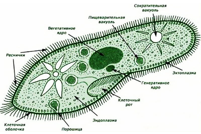 Инфузория туфелька (Раrаmaecium caudatum) наиболее доступный вид микрокорма для мальков икромечущих рыб