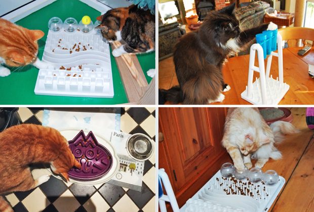 Кормушки-головоломки - бытовая необходимость для кошки живущей в городской квартире