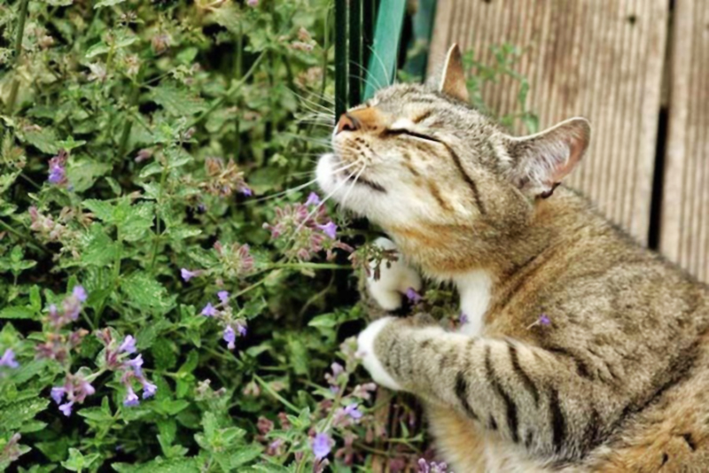Кошки и кошачья мята, почему растение так нравится пушистикам...