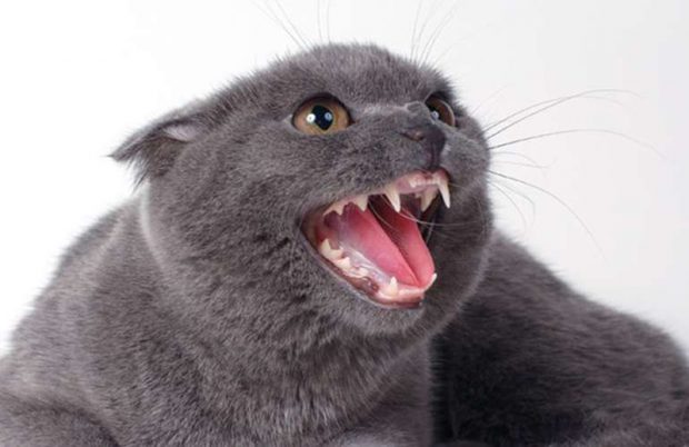 Почему кошки стучат зубами? основные причины подобного действия у кошек из городской квартиры