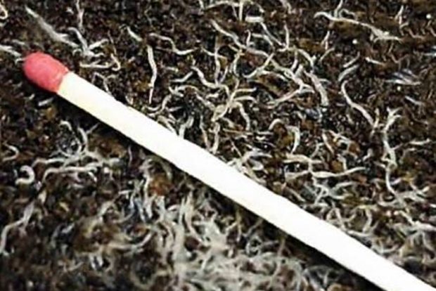 Гриндальский червь (Enchytraeus buchhoizi) сопособы выращивания ценного корма для аквариумных рыб