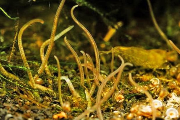 Трубочник. Малощетинковые черви-трубочники Тубифекс (Tubifех) в природном водоеме