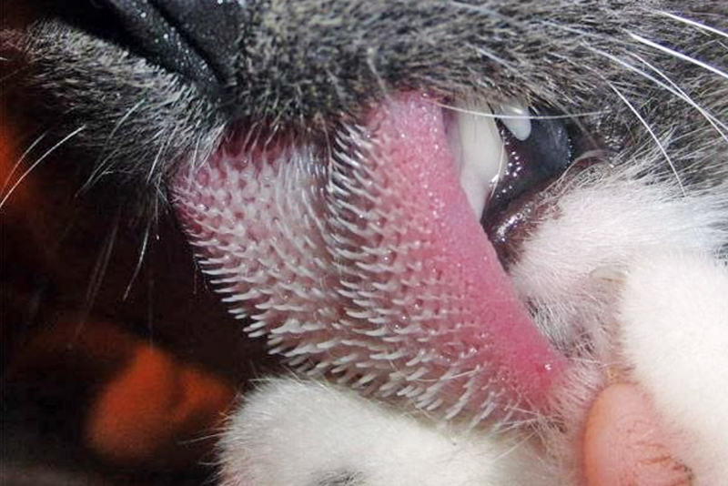 Зачем кошке шершавый язык? Устройство кошачьего языка