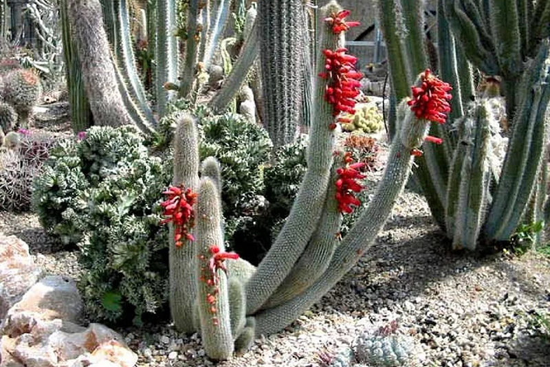 Клейстокактус Штрауса (Cleistocactus strausii) содержание и размножение в городской квартире