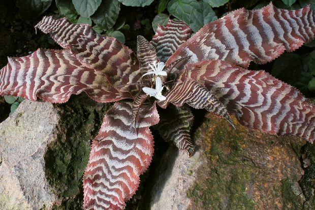 Криптантус Фостера (Cryptanthus fosterianus) выращивание в условиях городской квартиры