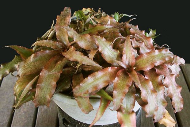 Криптантус бесстебельный (Cryptanthus acaulis) выращивание в условиях городской квартиры