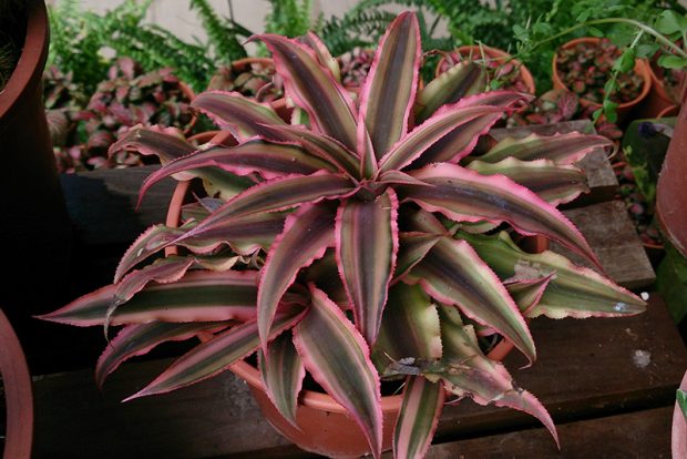 Криптантус двуполосый (Cryptanthus bivittatus) содержание в городской квартире