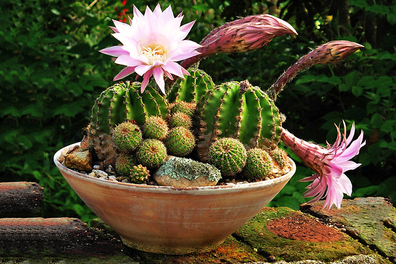 Эхинопсис Эйриеза Echinopsis eyriesii выращивание в условиях городской квартиры