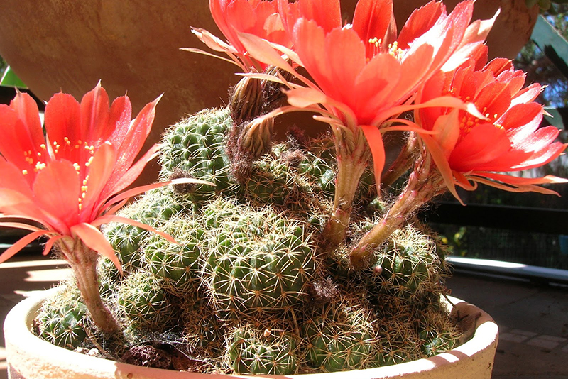 Эхинопсис анцистрофа Echinopsis ancistrophora выращивание в условиях городской квартиры