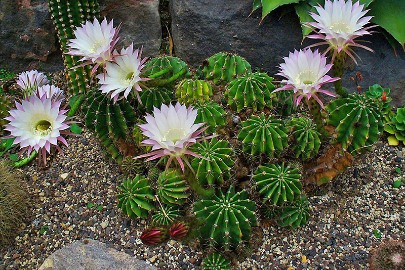 Эхинопсис острогранный Echinopsis oxigona выращивание в условиях городской квартиры