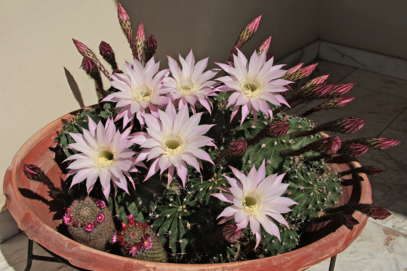 Эхинопсис трубкоцветный Echinopsis tubiflora выращивание в условиях городской квартиры