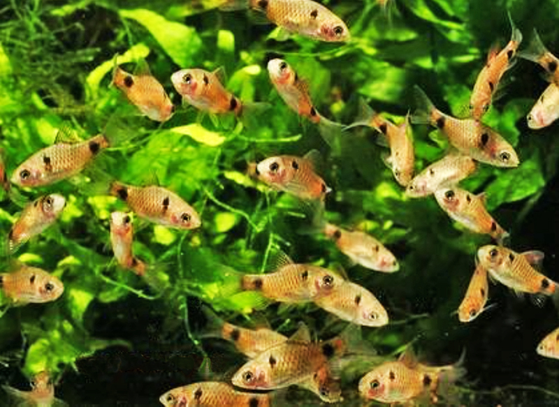 Влияние плотности посадки рыб на концентрацию кислорода в воде аквариума