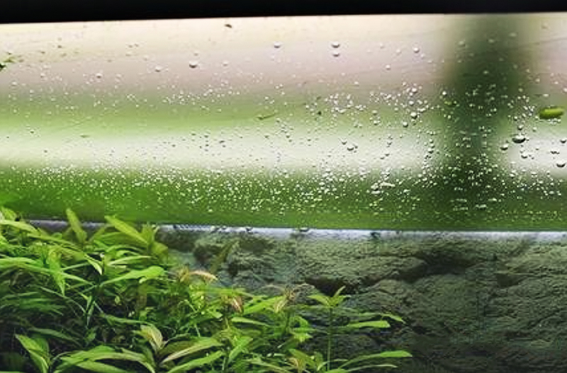 Органическая пленка на поверхности воды домашнего аквариума