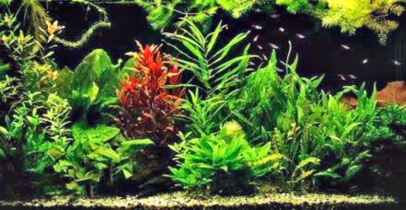 Температура воды в аквариуме с растениями