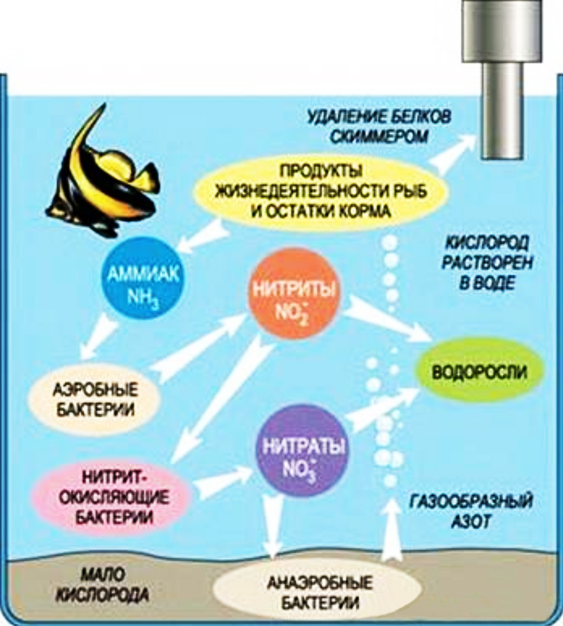 Аммоний и аммиак в аквариумной воде