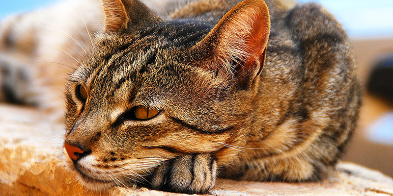 Ганглиозидоз у кошек. Основные причины заболевания и лечение кошки