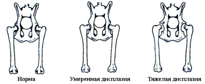 Дисплазия тазобедренного сустава у кошки