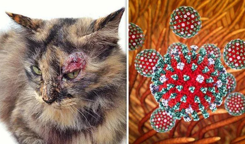 Парвовирус кошек (инфекционный энтерит кошек; вирус панлейкопении). Лечение и профилактика заболевания