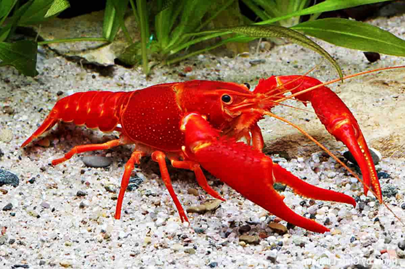 Красный калифорнийский рак (Procambarus clarkii), красного цвета
