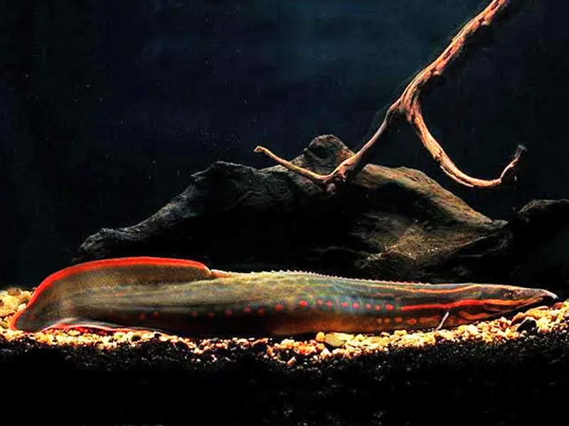 Мастацембелус краснополосый (Mastacembelus erythrotaenia) содержание и размножение в домашнем аквариуме