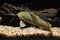 Представители рода Callichthys чаще других содержащиеся в домашних аквариумах