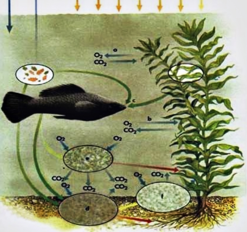 Круговорот газов в воде домашнего аквариума