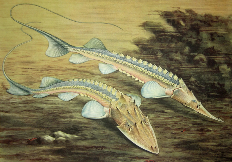 Большой амударьинский лжелопатанос (Pseudoscaphirhynchus kaufmanni)  описание и содержание в домашнем аквариуме