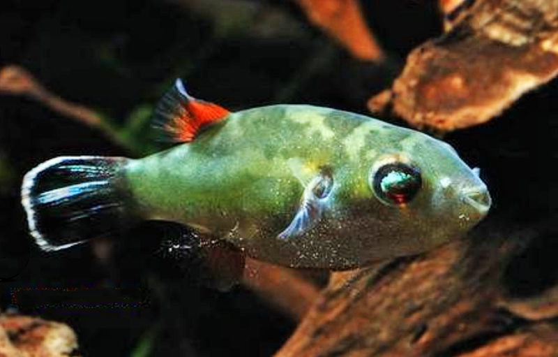 Борнейский красноглазый тетрадон (Carinotetraodon borneensis) содержание и размножение в условиях домашнего аквариума