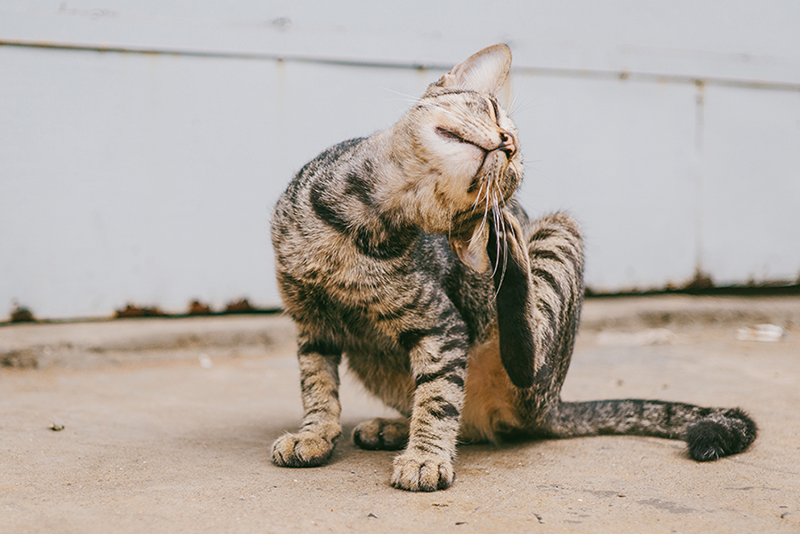Зуд кошки – когда это не блохи. Возможные причины болезненного проявления
