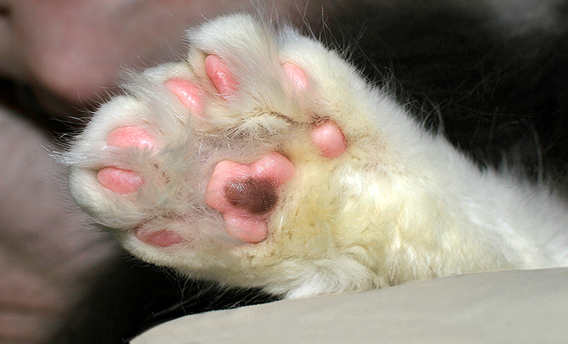  Кошки с дополнительными пальцами (полидактильные кошки) причины заболевания