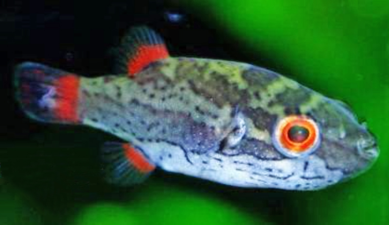 Краснохвостый красноглазый тетрадон (Carinotetraodon irrubesco) содержание и размножение в домашнем аквариуме