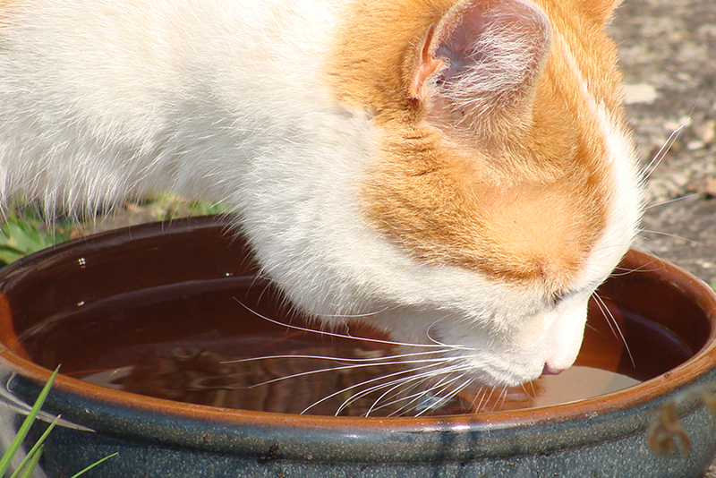 Повышенная жажда у кошки может оказаться признаком нездоровья