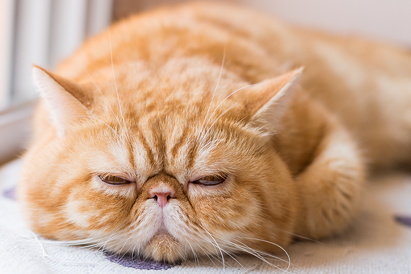 Поликистоз почек у кошки причины проявления заболевания. Необходимость проведения генетических тестов