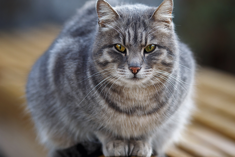 Заболевания печени у кошек. Наиболее распространённые заболевания печени и их лечение 