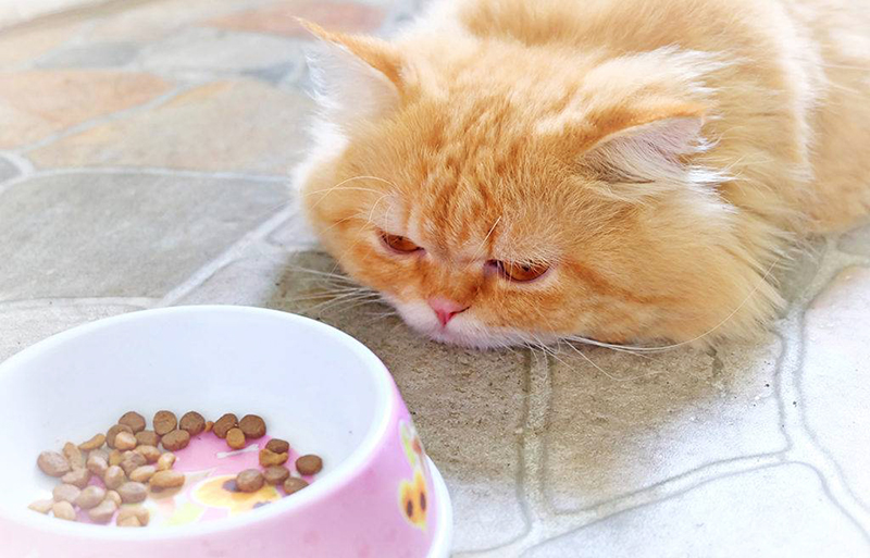 Кошка не ест. Что могло стать причиной отказа от пищи?