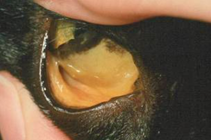 Заболевания печени у кошек. Основные признаки желтухи