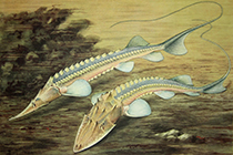 Представители рода Pseudoscaphirhynchus Представители рода Pseudoscaphirhynchus чаще других содержащиеся в домашнем аквариуме