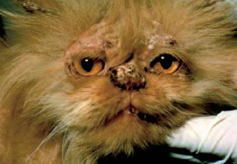 Длинношерстная кошка демонстрирует типичные поражения стригущего лишая, такие как шелушение и выпадение волос на лице и ушах.