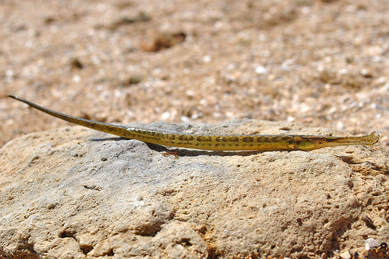 Длиннорылая игла-рыба (Syngnathus typhle) содержание и размножение в домашнем аквариуме