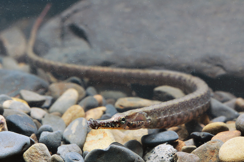 Индийская игла (Syngnathus spicifer) содержание и размножение в условиях домашнего аквариума