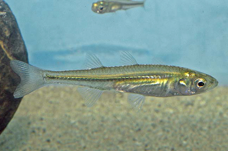 Кратероцефалус флувиатилис (Craterocephalus fluviatilis) содержание а домашнем аквариуме