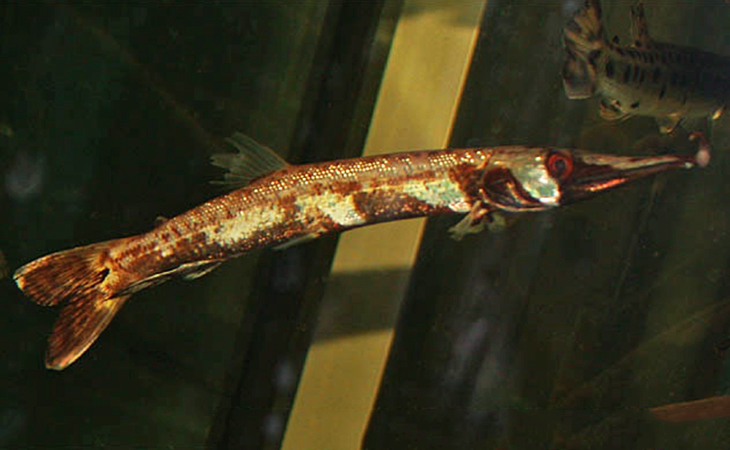Мечерот пятнистый (Ctenolucius beani) содержание и размножение в домашнем аквариуме