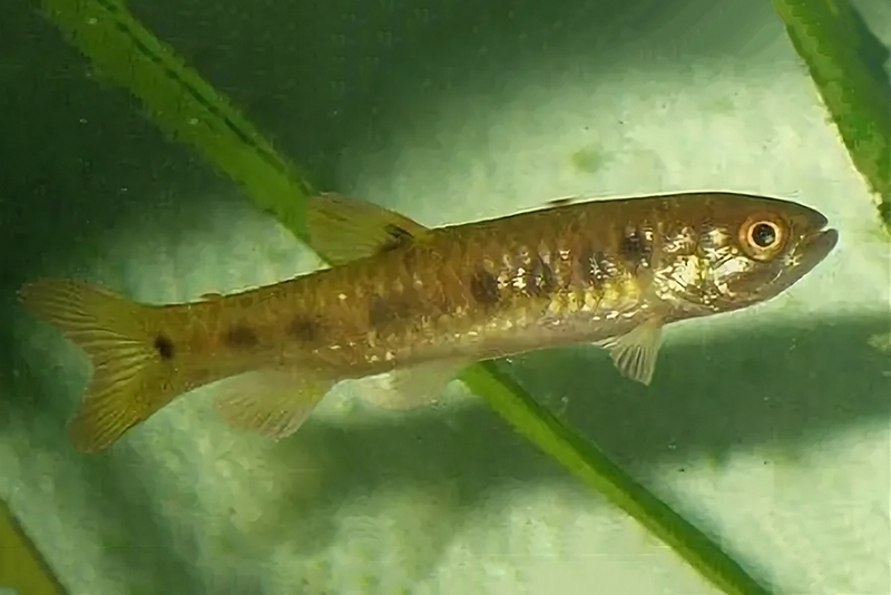 Лебиасина восьмиточечная (Piabucina astrigata) содержание и размножение в аквариуме