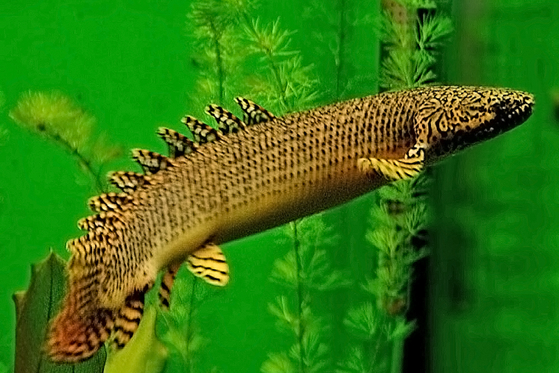 Многопер конголезский (Polypterus ornatipinnis)  описание и требования по содержанию и размножению в условиях аквариума