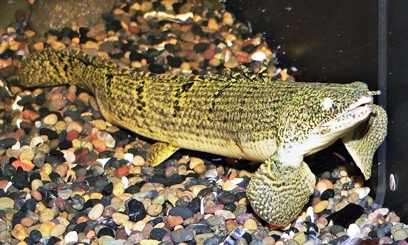 Многопер пятнистый (Polypterus weeksii) содержание и размножение в домашнем аквариуме